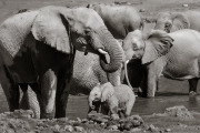 Elephants, Etosha