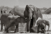 Elephants, Etosha