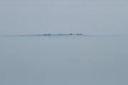 ducks on the flooded Etosha pan