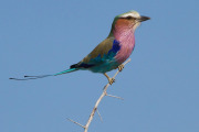 Lilac Breasted Roller, Etosha