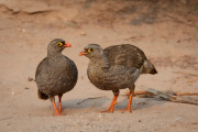 Red billed Spurfowl, Hoanib Valley