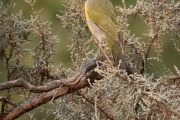 Bush Shrike, Hoanib Valley