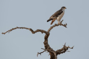 Augur Buzzard,, Hoanib Valley