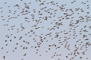 Quelia, Etosha