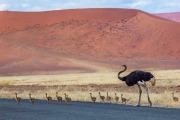 Ostrich brood, Sossusvlei