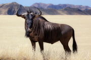 Wildebeest, Sossusvlei