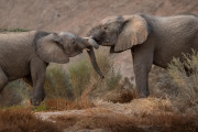 Elephants, Hoanib Valley