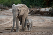 Elephants, Hoanib Valley