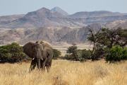 Elephant,  Damaraland