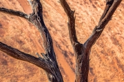 Dead Vlei