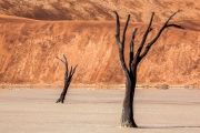 Dead Vlei