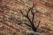Dead Vlei