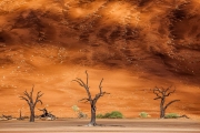 Dead Vlei
