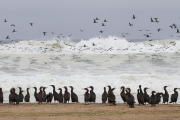 cormorants