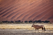 oryx, Sossusvlei