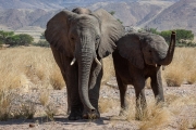 desert adapted elephants, Damaraland