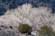 untitled landscape