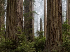 Northern California Redwoods