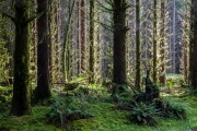 Hoh rainforest, Olympic National Park, Washington