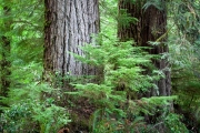 Lake Quinault rainforest, Olympic National Park, Washington