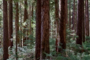 Solduc rainforest, Olympic National Park, Washington