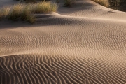 Coastal dunes, Oregon