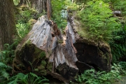 Lake Quinault rainforest, Olympic National Park, Washington