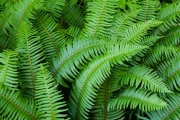 Ferns, Hoh rainforest, Olympic National Park, Washington