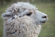 alpaca