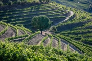 Quinta do Espinho