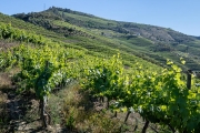 Quinta do Espinho