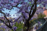 Jacarandas