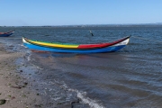 Moliceiros on the Aveiro Lagoon