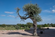 Olive tree