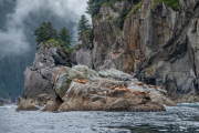 Sea Lions, Resurrection Bay