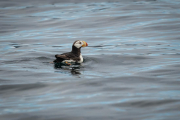 Puffin, Resurrection Bay