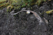 Eagle, Resurrection Bay