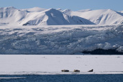 Walrus, Is Fjord