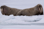 Walrus