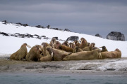 Walrus