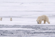 Polar bear with spring cubs