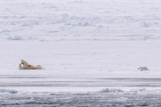 Polar bear with spring cub