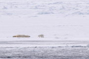 Polar bear with spring cub