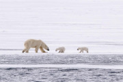 Polar bear with spring cubs