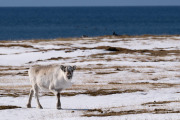 reindeer