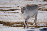 reindeer