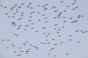 little Auks