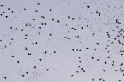 little Auks