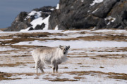 Svalbard
