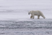 Svalbard